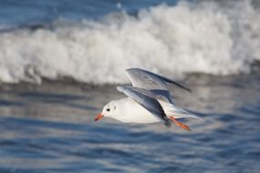 cute lovely Sea Bird