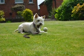 white dog playing with a ball on the grass