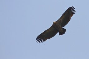 bird flight under the blue sky