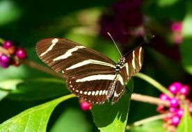 Zebra Longwing Butterfly