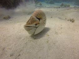 Submarine Nautilus shell