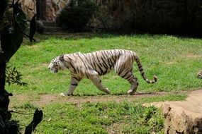 cute lovely Tiger Zoo