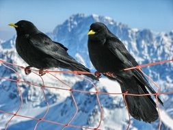 two black birds in the snowy mountains close-up on blurred background