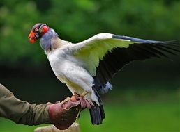 prey King Vulture