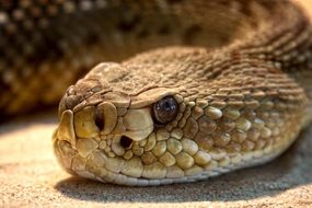 toxic rattlesnake close-up on blurred background