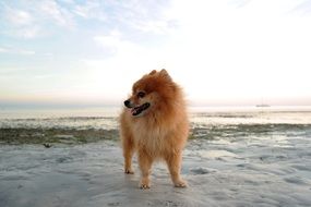 furry spitz on the beach close up