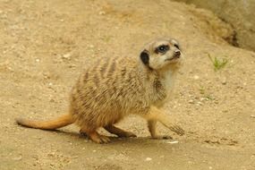 meerkat on the sand in the steppe