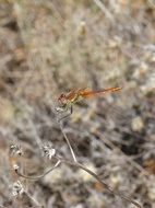 macro photo of libellulidae is a type of dragonfly