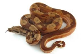 brown striped snake on a white background