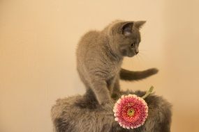 Cute grey domestic kitten