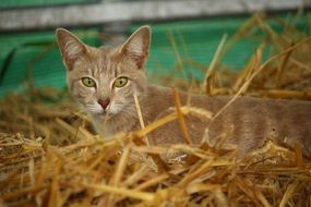 young mackerel cat in straw