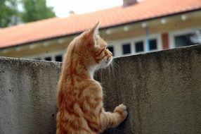 Orange kitten