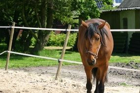 horse in the paddock