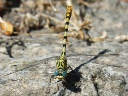 green dragonfly on gray rock