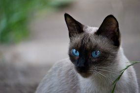 blue eyed Siamese Cat outdoors