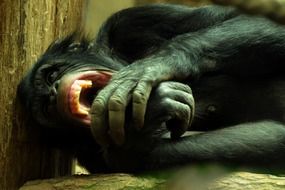 Chimpanzee with hands at open mouth in Zoo