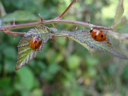 ladybugs on the garden bush