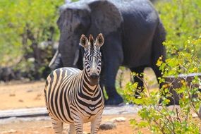 Animals in South Africa in the wildlife