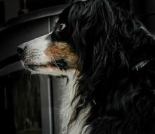 black and white dog in profile