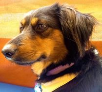 brown dachshund, Dog head portrait