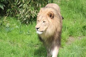 lioness in a natural environment on a sunny day