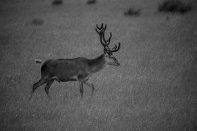 horned deer in the meadows of Scotland