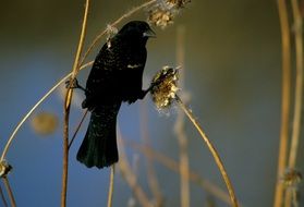 blackbird on a plant branch