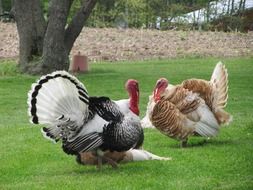 Turkey Bird Poultry