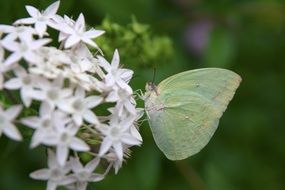 macro photo of Green and Pink Butterfly and flowers