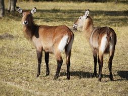Defassa Waterbuck