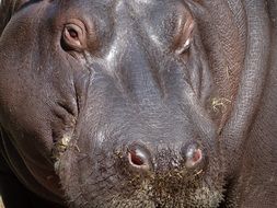 portrait of a hippopotamus