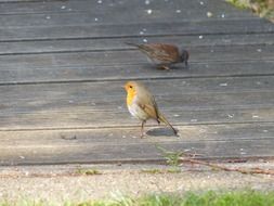 cute time robin