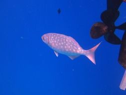 Hawaii Fish