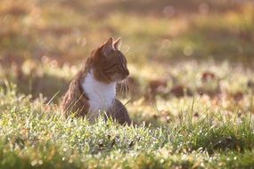 young cat sitting on the meadow in the morning