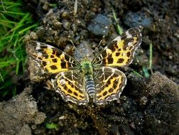 colorful Butterfly Insect on the ground close-up