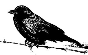 drawing of a raven on a branch