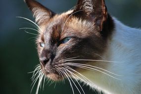 portrait of a thoroughbred siamese cat