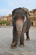 elephant against the background of a palace in india