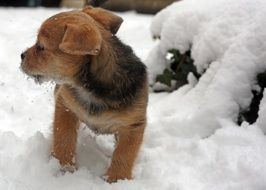 Puppy on the snow