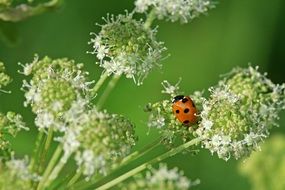 ladybug on unusual plant close up