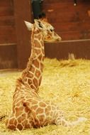 giraffe lies on the straw