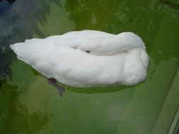 Swan Sleeping