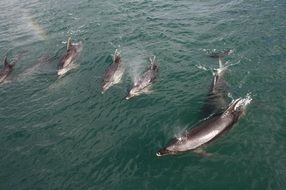 cute lovely Dolphins