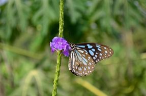 blue tiger butterfly closeup