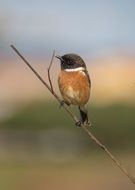 tiny stonechat