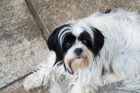 black and white dog on the street