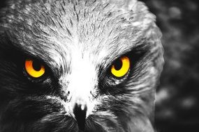 monochrome portrait of Eagle owl Eyes