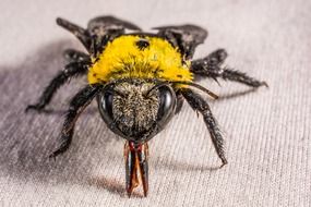 big beetle on a white cloth