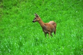 Roe Deer in meadow portrait