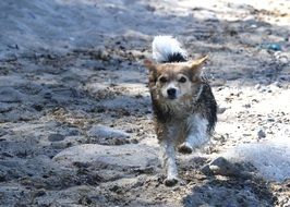 Dog Running